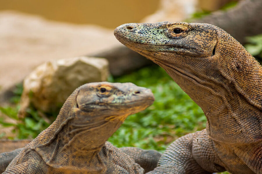 Komodo,Dragons,(varanus,Komodoensis),The,Biggest,Living,Lizard,In,The